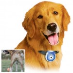 The Greatest List of Must-Have Pet Gadgets