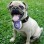 The Greatest List of Must-Have Pet Gadgets