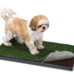 Let your dog pee on the carpet with the indoor dog restroom?