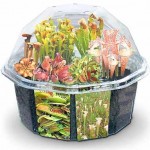 Grow carnivorous plants right on your desktop