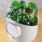 Botanical air purifers use plants to clean the air
