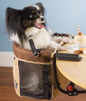 Fluffy got a good life in a highchair