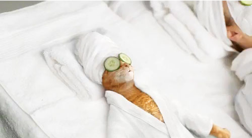 Cat at a spa